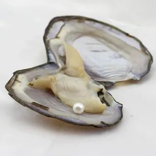 Pearl oysters