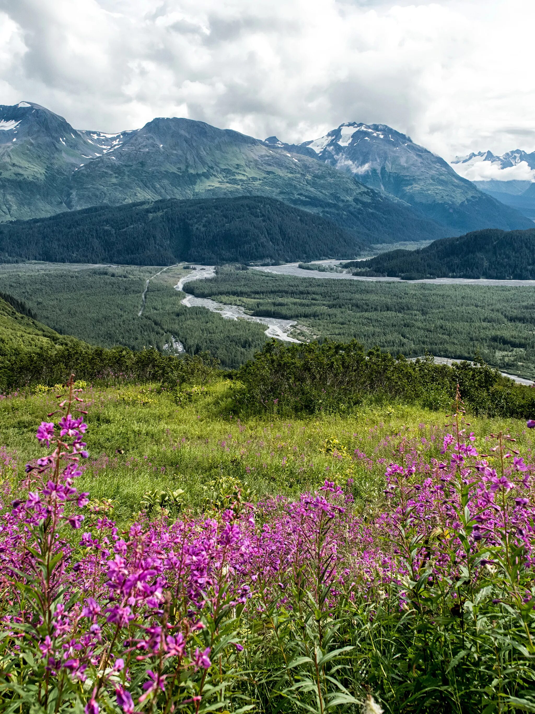 Цветок аляска. Растительность Аляски. Аляска цветы. Аляска природа.