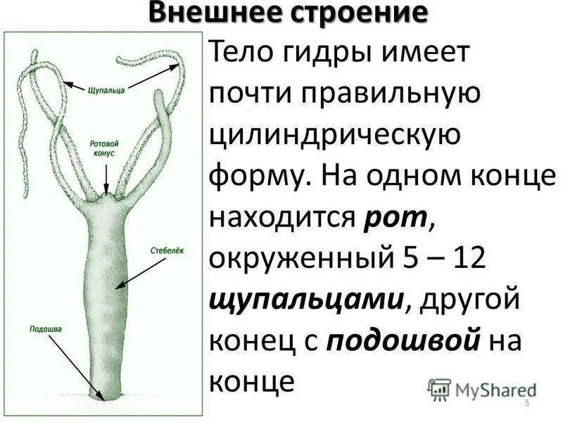 Внешнее и внутреннее строение гидры. Пресноводная гидра внешнее и внутреннее строение. внутреннее строение гидры пресноводной. внешнее строение пресноводной гидры. гидра биология строение.