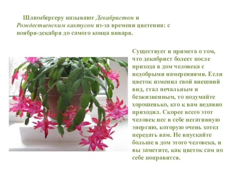 Зигокактус декабрист. Лесной кактус шлюмбергера. Рождественник цветок. Декабрист цветок происхождение. Шлюмбергера декабрист зигокактус.