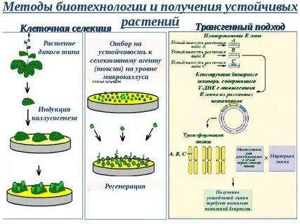 Методы селекции биотехнологии