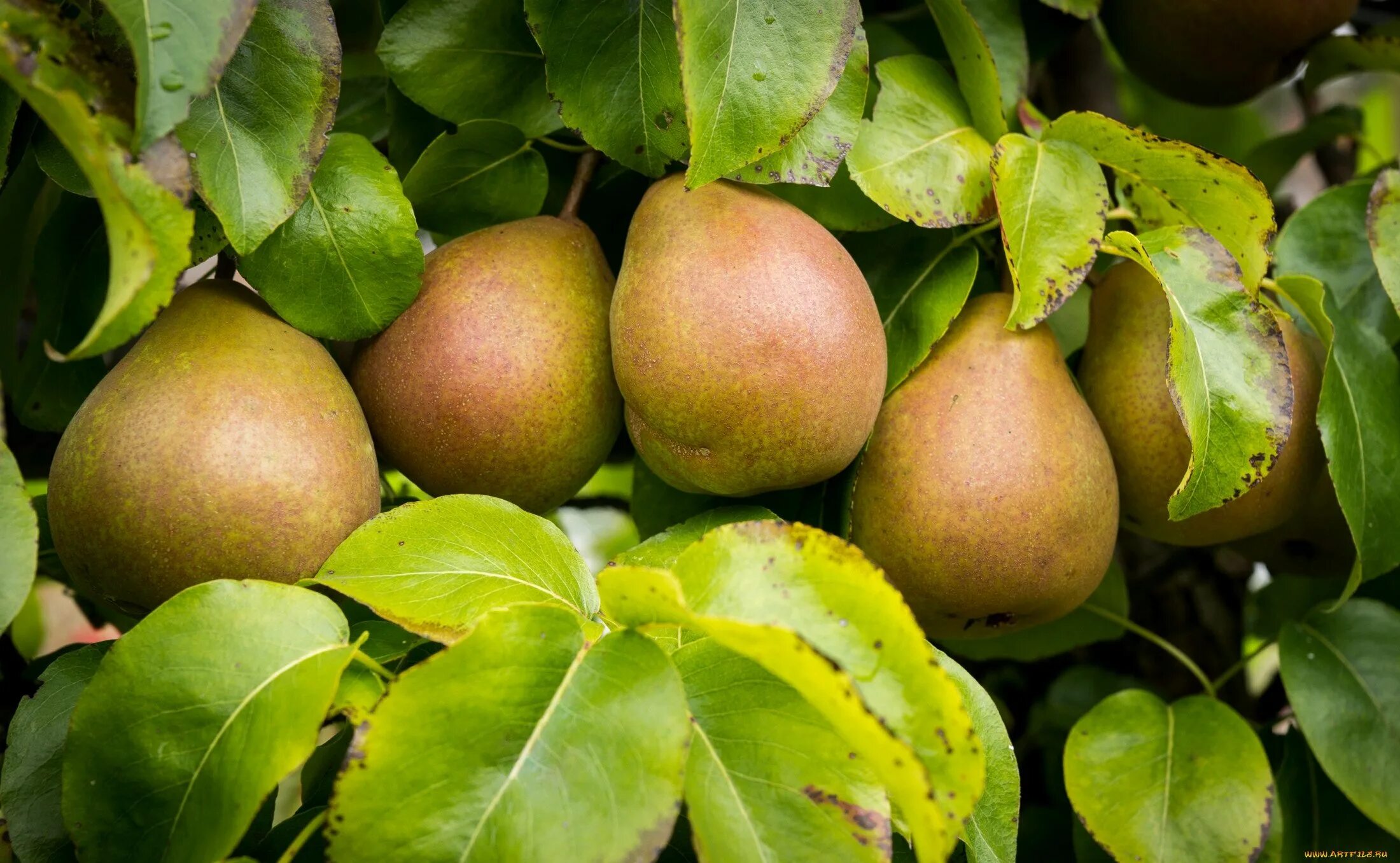 Груша. Poire williams с грушей. Груши анжу зеленые. Сорт груши киффер. Груша.