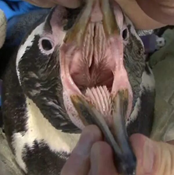 Челюсти птицы покрыты. Ротовая полость пингвина. Зубы пингвина.