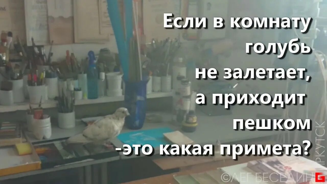 Если голубь влетел в дом примета. Голубь залетел в комнату примета. Когда залетает голубь какая примета. Если это работает голубь. Голубь залетел в квартиру примета