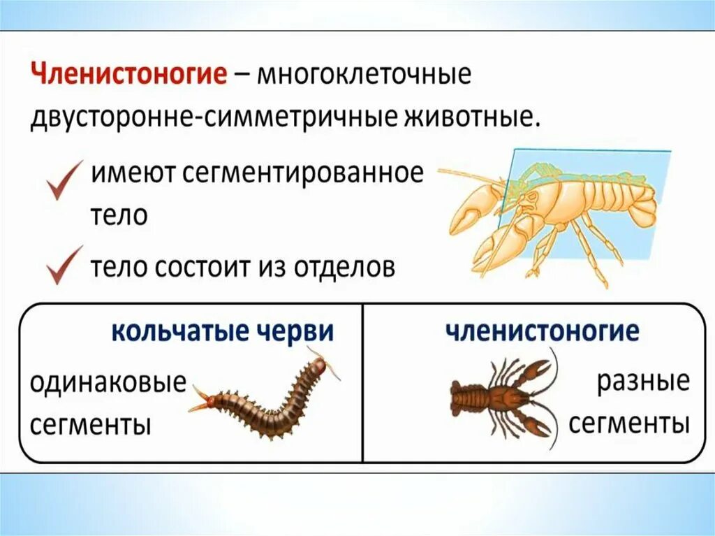 Членистоногие характеристика. Типы конечностей членистоногих. Общая характеристика членистоногих. Особенности типа Членистоногие. Членистоногие тело разделено на