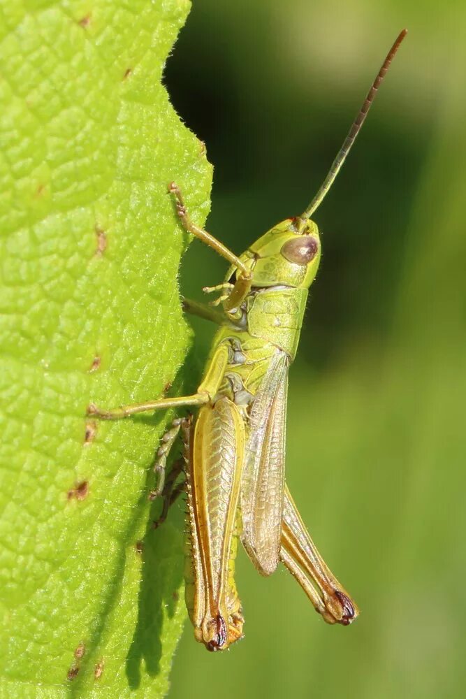 прямокрылые кузнечики. прямокрылые саранча. прямокрылые кузнечики. прямокрылые саранча. прямокрылые сверчки.