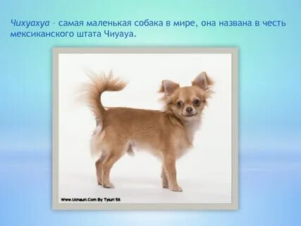 Как правильно пишется чихуахуа