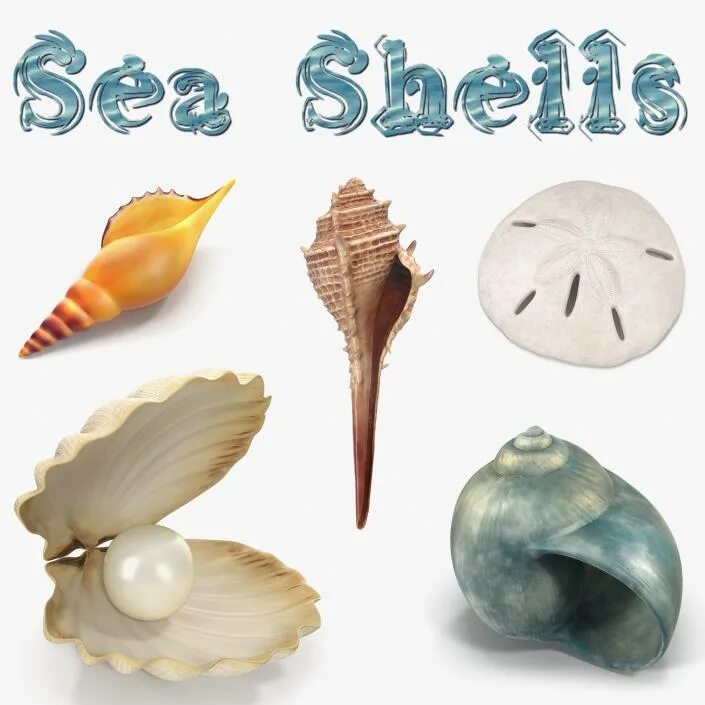 Ракушка 3д модель. Ракушки фасонов. Макет ракушки. Shell 3d model. Sea collection