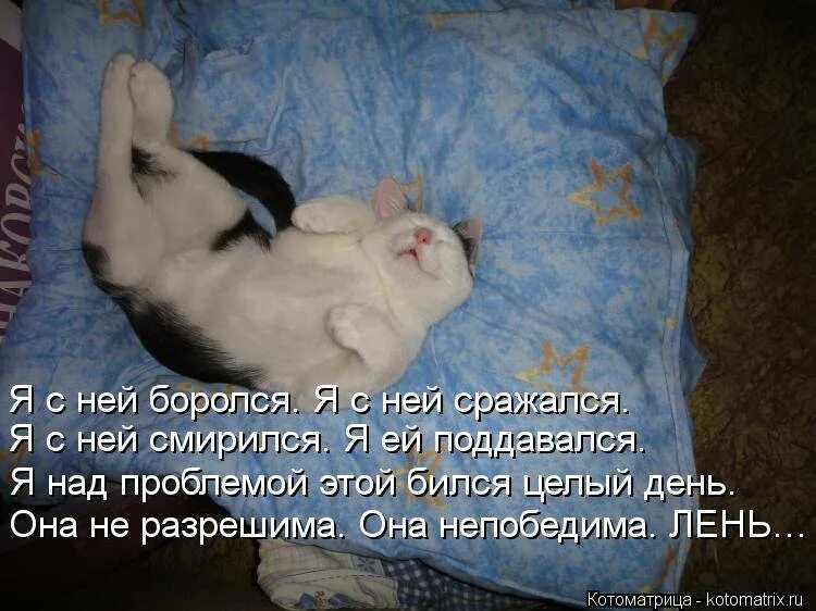 Спящие коты с надписями. Я сплю коты. Смешные коты спят. Стих не сплю ночами