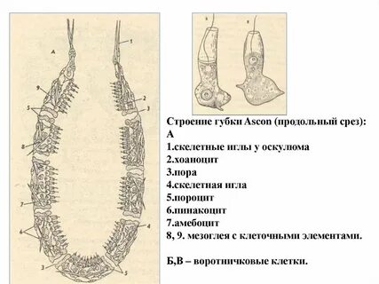 Слои губки