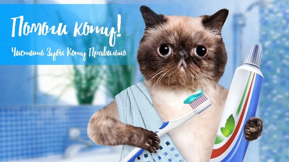 Котам надо чистить зубы. Коты чистят зубы. кот с зубной щеткой. котик чистит зубки.