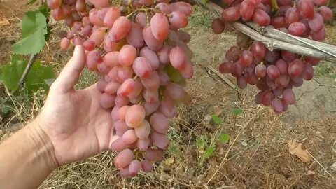 Гелиос сорт винограда отзывы