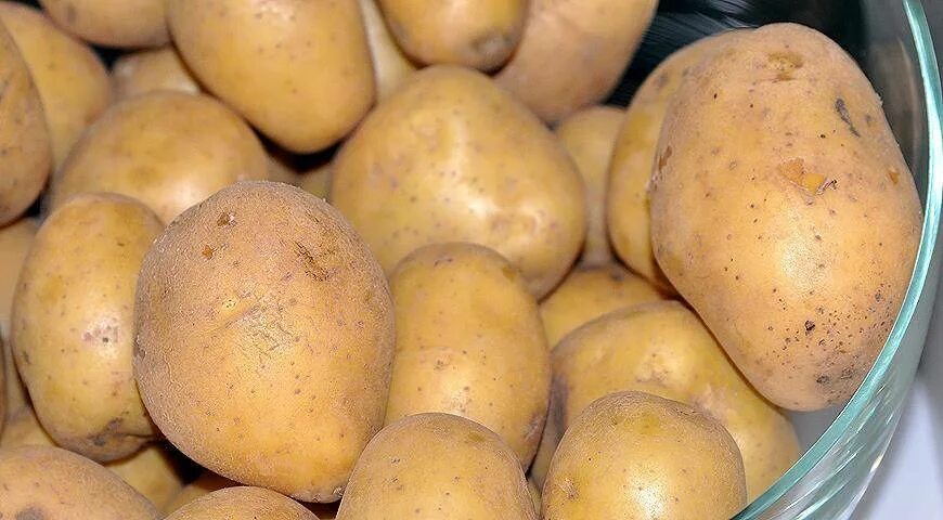 Картофель джелли описание сорта. Сорт картофеля бернина. картофель семенной джелли. сорт картофеля джелли. сорт картошки мадейра.