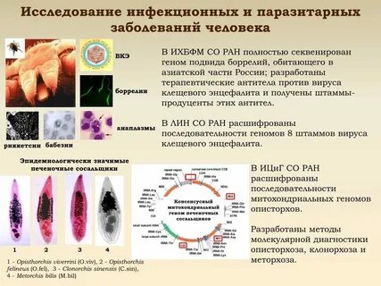 Возбудители эндогенной инфекции