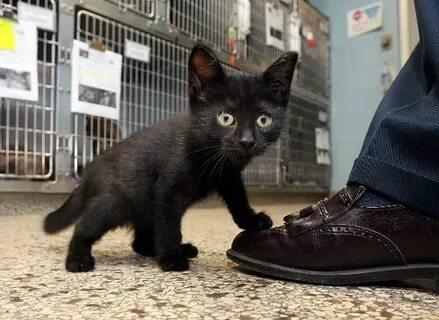 Cat start