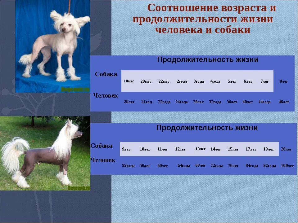 Соотношение возрастов людей. Собачьи года. возрастная таблица собак. продолжительность жизни собак. соотношение возраста собаки и человека.