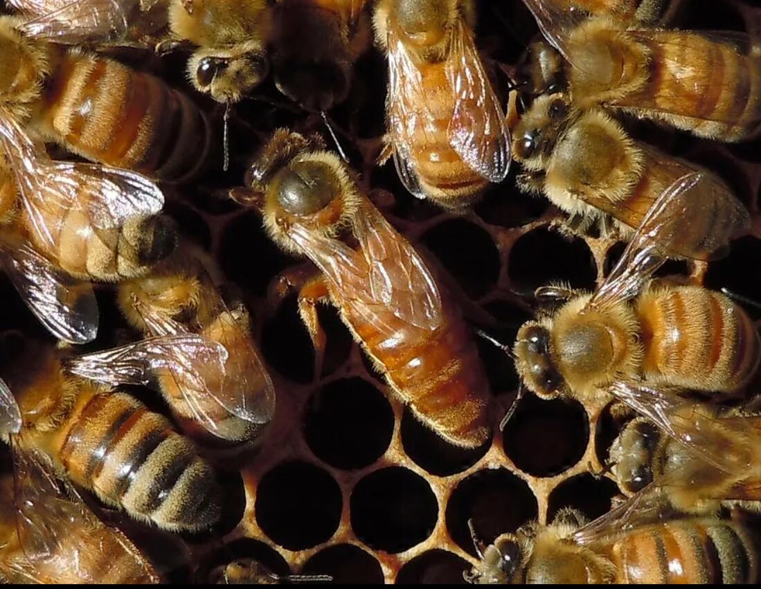 Купить семью пчел. Пчеломатки Бакфаст. Бакфаст пчела личинка. Матка пчелы Бакфаст. Бакфаст порода пчел.