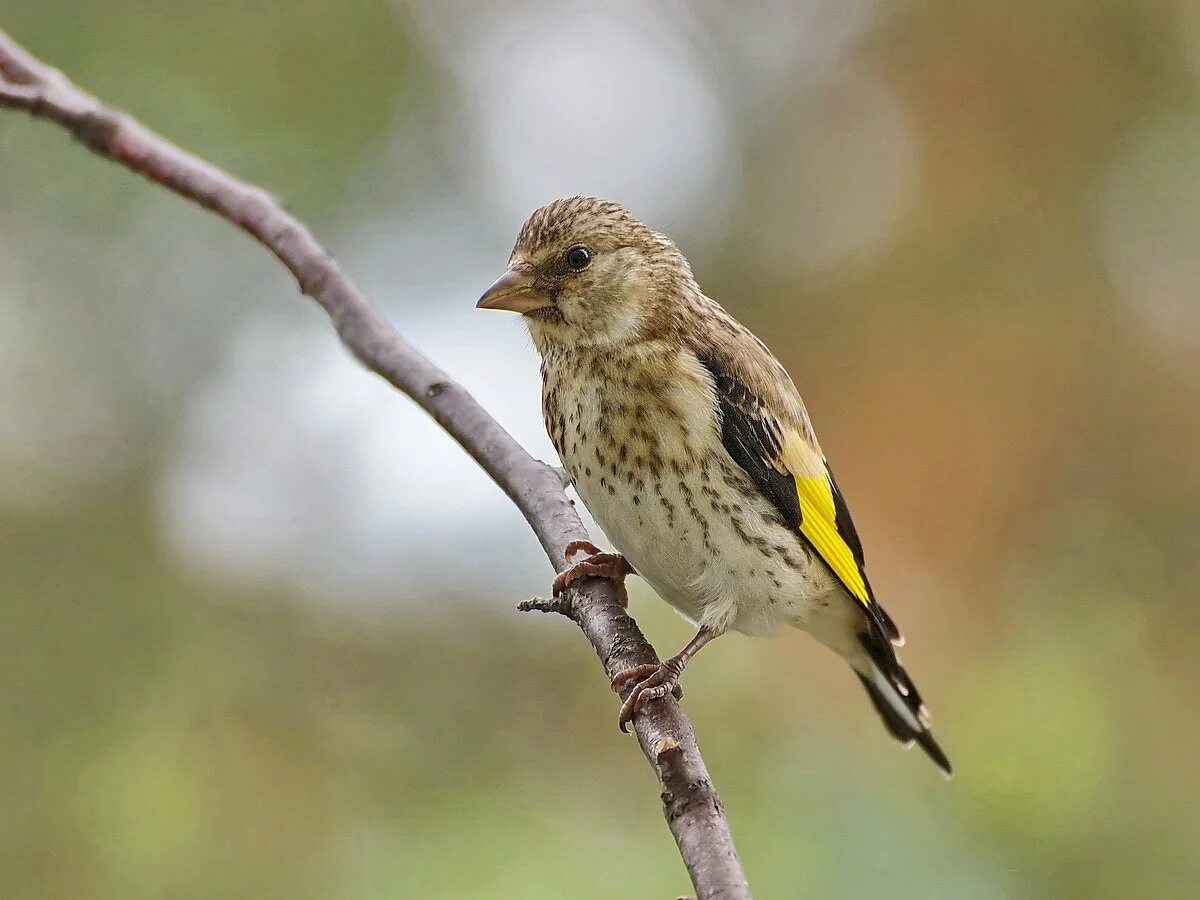 Зеленушка, Воробей. Щегол зеленушка птица. Щегол (Carduelis Carduelis). Щегол, зяблики,зеленушки.