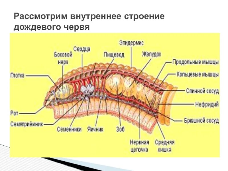 Части дождевого червя. Внутреннее строение кольчатых червей. Внешнее строение дождевого червя. Кольчатые черви внутреннее строение. Строение ождевогочервя.