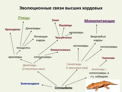 Эра цветковых и млекопитающих