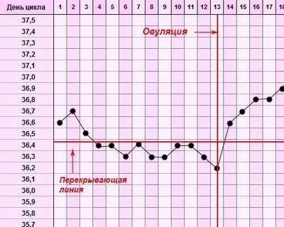 1 7 дней цикла