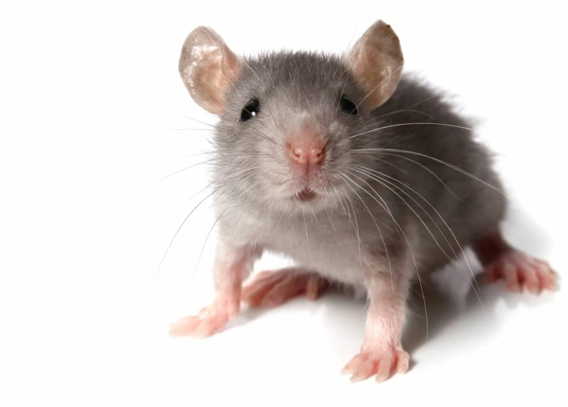 Mouse looking