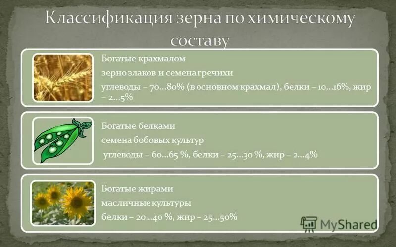 Классификация зерновых. Общая характеристика зерновых культур. Классификация злаковых. Классификация зерновых. Классификация злаковых культур.