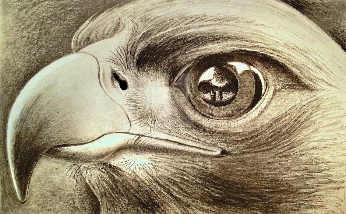 Измерение клюва птиц. Пеликан строение клюва. Douma x shinobu. Восковица у птиц строение. Манга клюв на цветке рассвета.