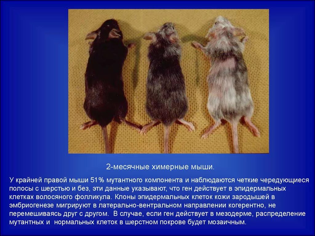 Химеры лабораторных мышей. Мышка химера. Лабораторная крыса. Сообщение о самом большом грызуне. Химера (биология).