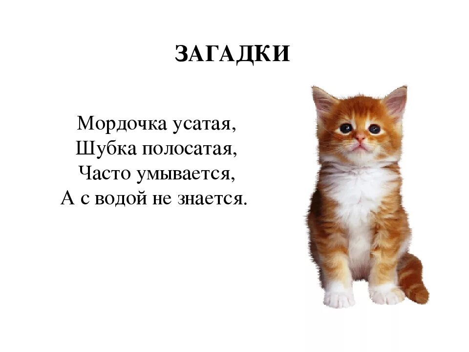 Придумать загадку про кота. Загадка про кота для детей. Загадка про кота для детей 4-5. Загадка про котенка для детей 7 лет. Загадка про кошку для детей.