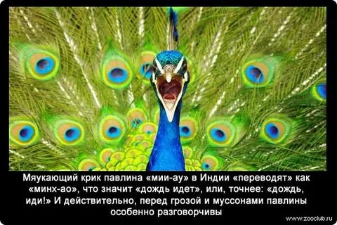 Павлин поддайся искушению
