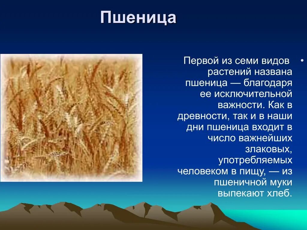 Пшеница информация. Сообщение о пшенице. Культурные растения пшеница. Пшеница для презентации.