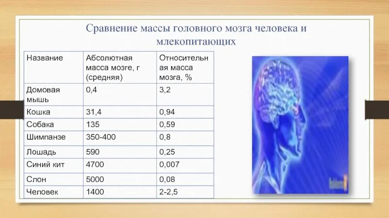 Какой вес мозга человека. Масса мозга человека. Относительная масса мозга. Масса мозга у животных. Относительная масса мозга человека.