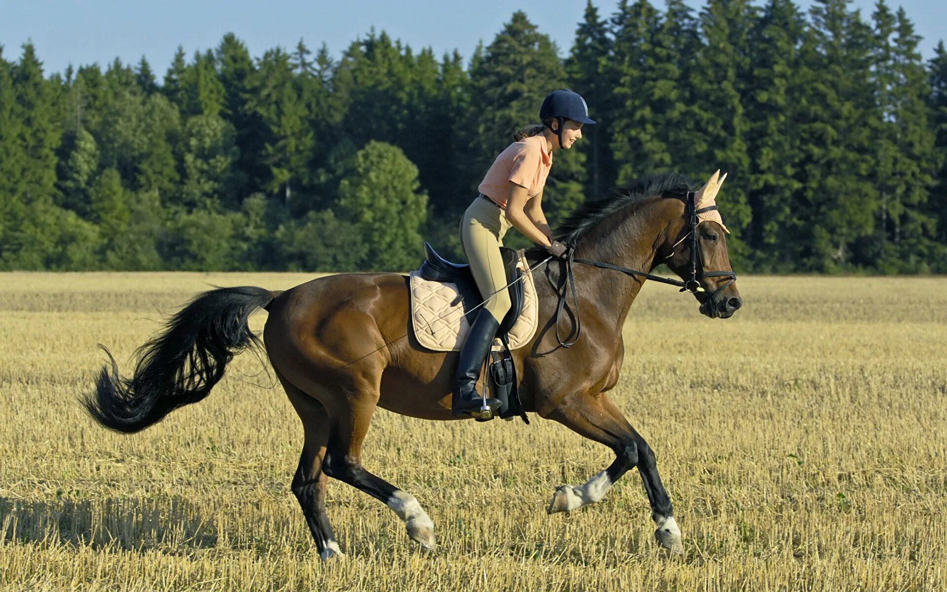 Верховая езда на лошади. Конный спорт. Спортивные лошади. Спорт езда на лошади. Выездка конный спорт эстетика.