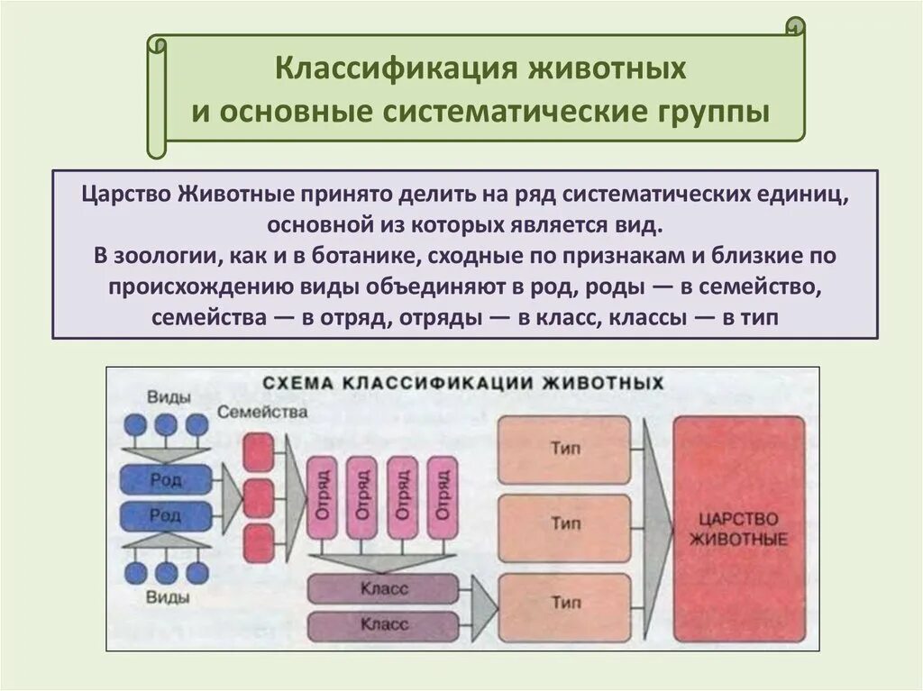 Классификация животных и основные систематические группы. Основные классификации животных. Царство животных классификация. Классификация животных таблица. Систематические группы схема