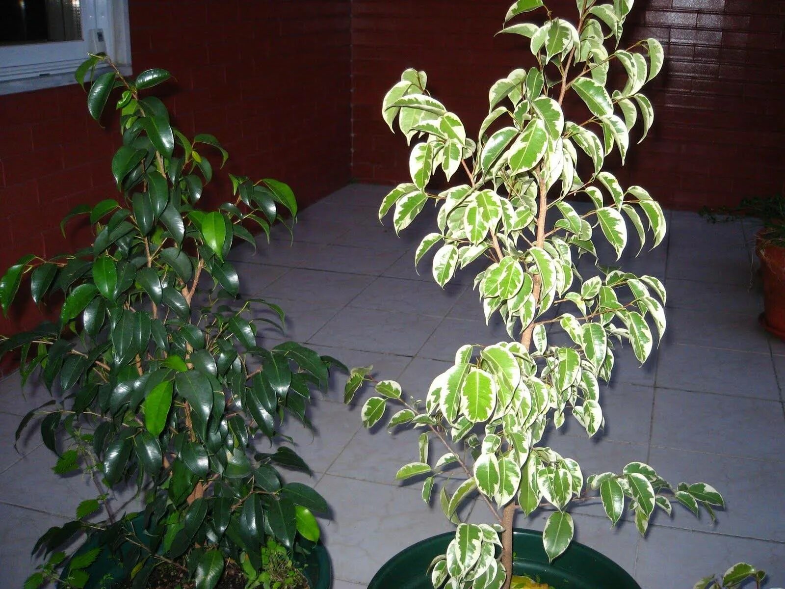 Какой фикус бенджамина лучше. Фикус бенджамина. Фикус бенджамина маленький. Какой фикус бенджамина лучше. Какой фикус бенджамина лучше.