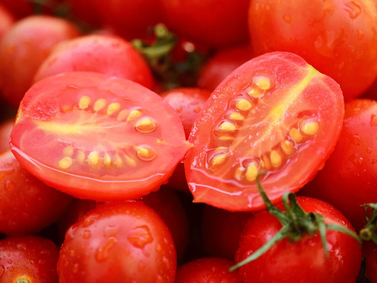 Томаты на алоэ. Сорт томатов Огневский. Seed томаты. Помидор это фрукт. Томатные семена.
