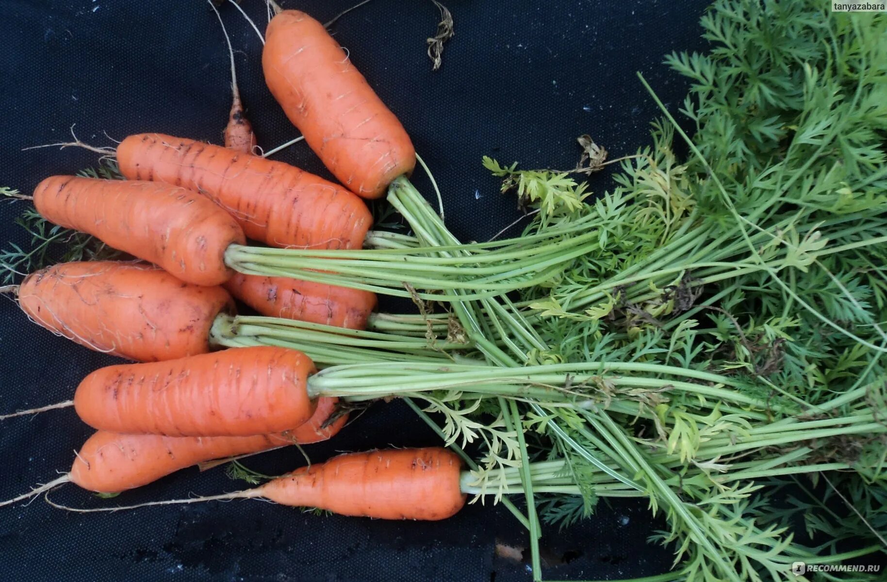 Морковь канада f1. Семена. Семена морковь "кордоба (нидерланды)" каприс. Сорт моркови сильвано. Морковь канада f1.