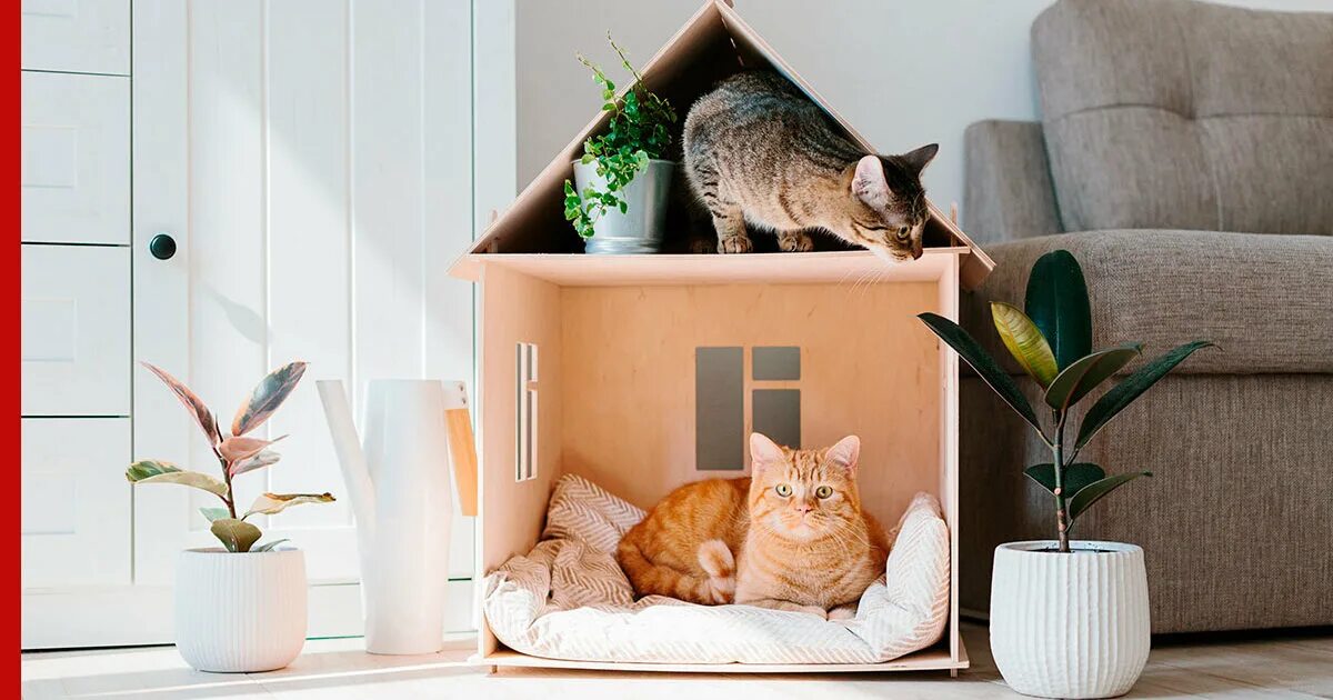 Зачем дома кот. Домик для кота. кошка дома. коты в домике. дом для котика.