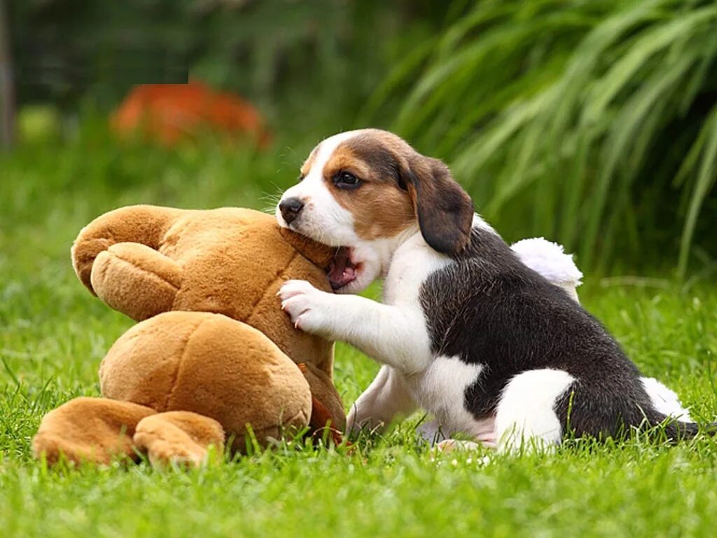 какие дружелюбные собаки. какие дружелюбные собаки. золотистый ретривер (голден) щенки. бигль puppy. золотистый ретривер нянька.