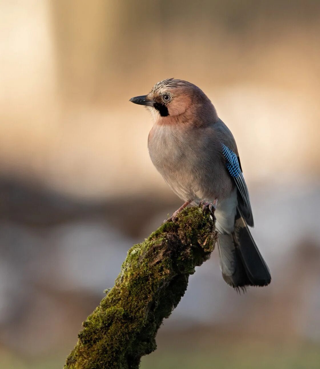 Сойка птица. Востроглазая Сойка. Со́йка garrulus glandarius. Сойка обыкновенная.