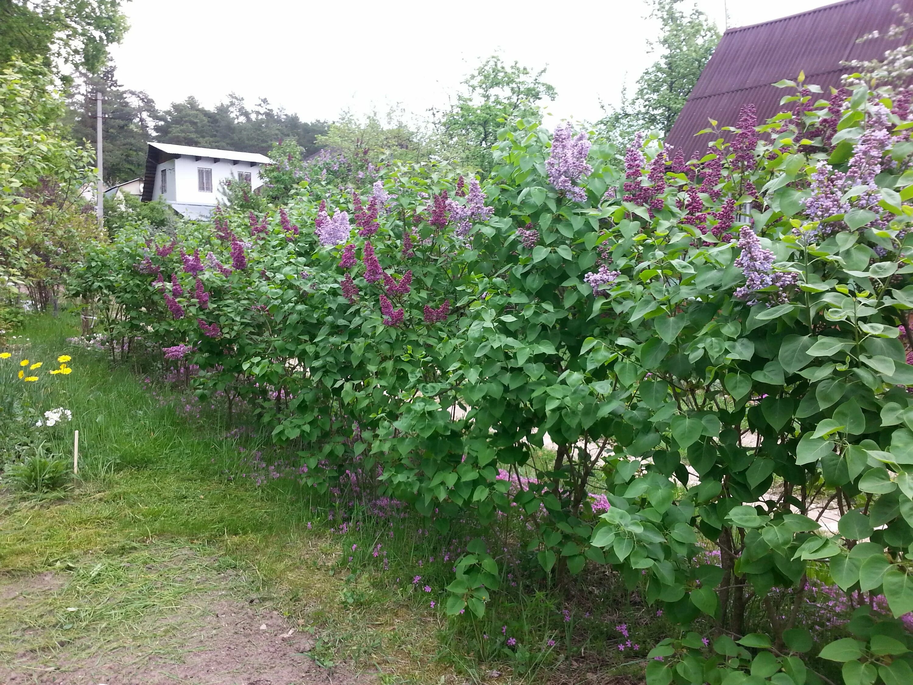 Сирень расстояние. Сирень Живая изгородь. Сирень венгерская Живая изгородь. Сирень Амурская Живая изгородь. Сирень венгерская.