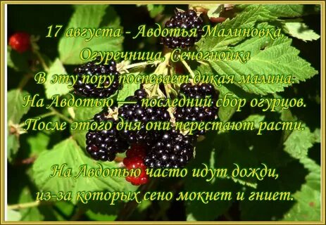 На днях или в августе