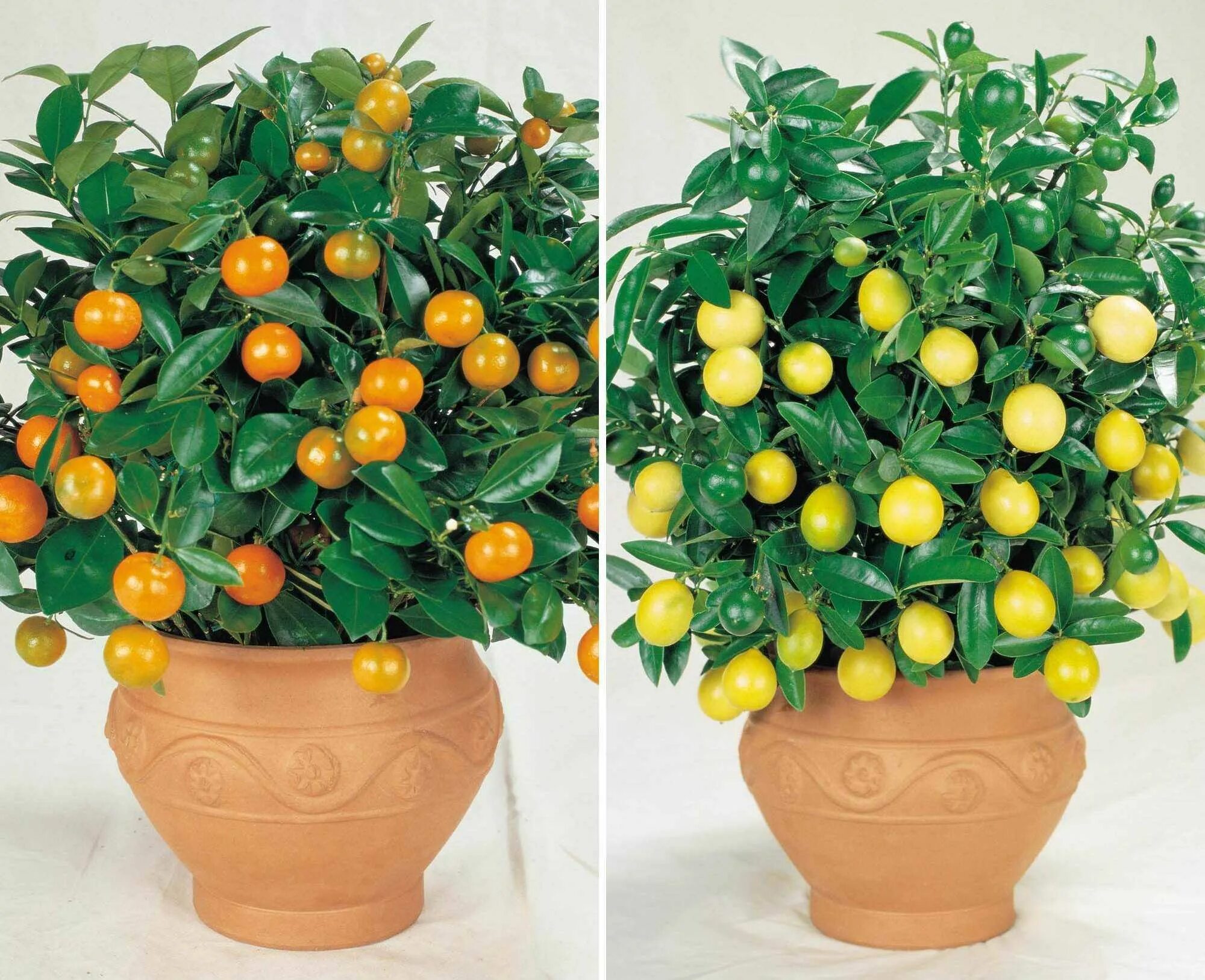 Цитрус (комнатное растение) лимон Мейера. Мандарин Кераджи. Мандарин уншиу комнатный. Цитрус лимон дерево. Комнатное растение мандарин