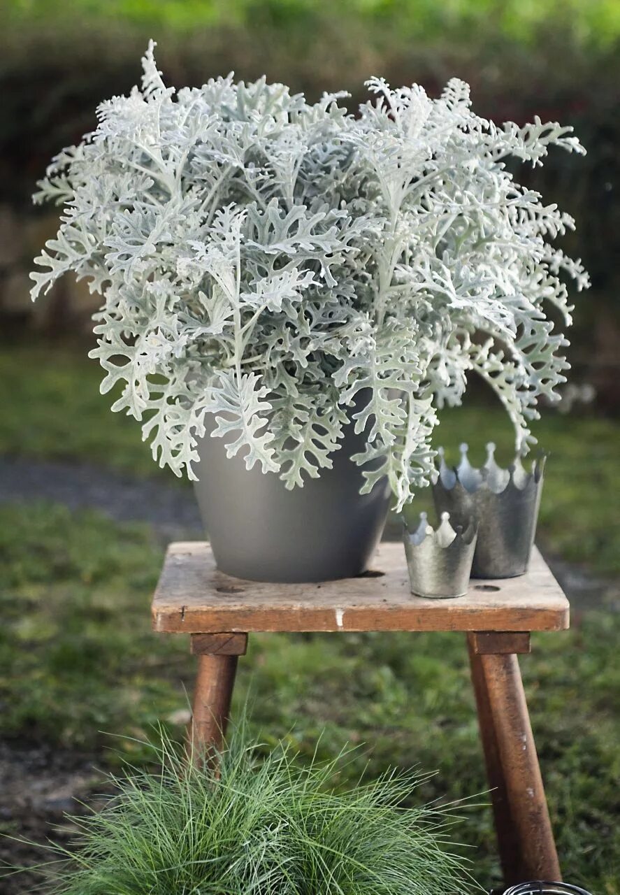 Цинерария как ухаживать в домашних. Цинерария Приморская (Senecio cineraria). Цинерария Приморская cineraria maritima. Цинерария крестовник пепельный. Цинерария Приморская серебряная пыль.