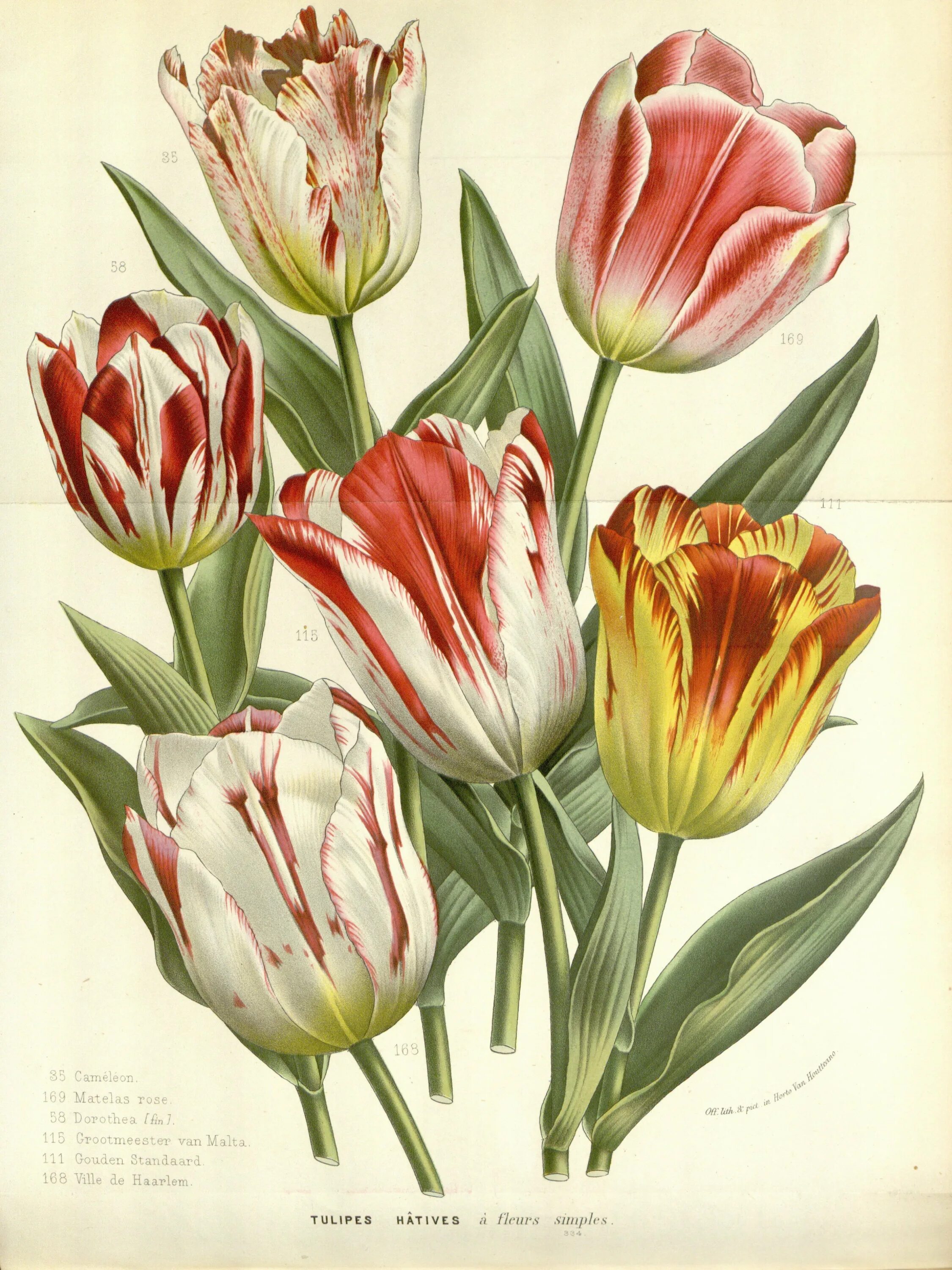 Тюльпан Ботанический атлас. Tulipa Botanical цветок. Тюльпан Ботаническая акварель. Тюльпан ботаника