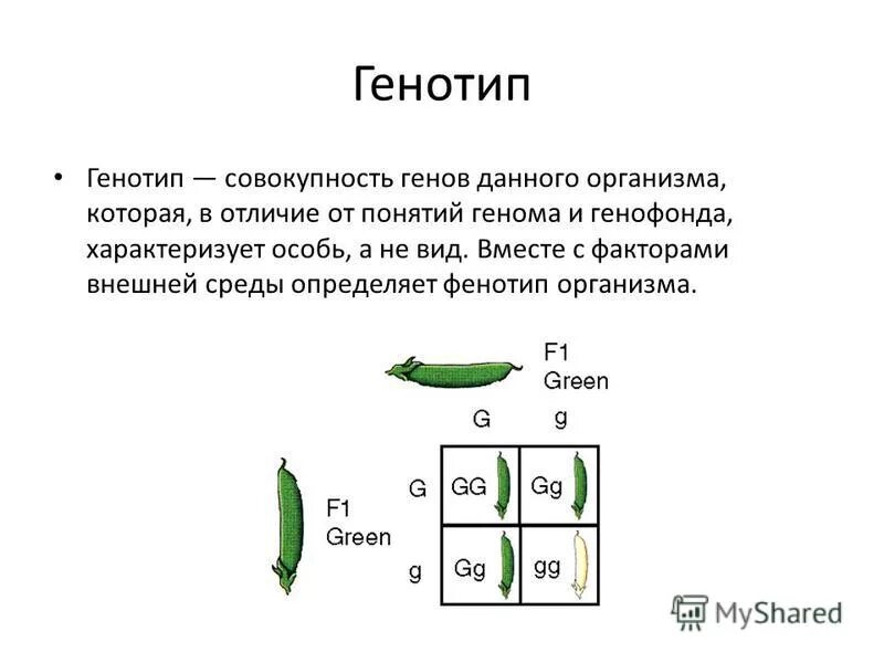 Одинаковый генотип это. Фенотип определяет фенотип. Генотип и фенотип. Генотип это в биологии определение. Генотип пример.