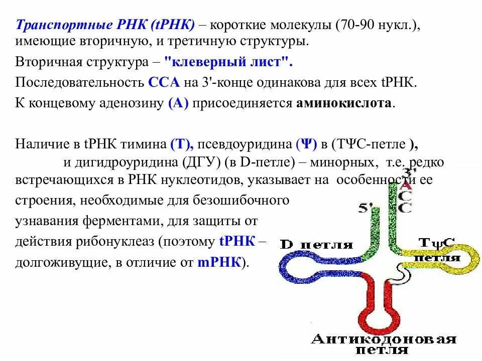 Особенности молекулы рнк. Первичная структура ТРНК. Структуры РНК первичная вторичная и третичная. Первичная вторичная третичная структура т РНК. Вторичная структура ТРНК клеверный лист.