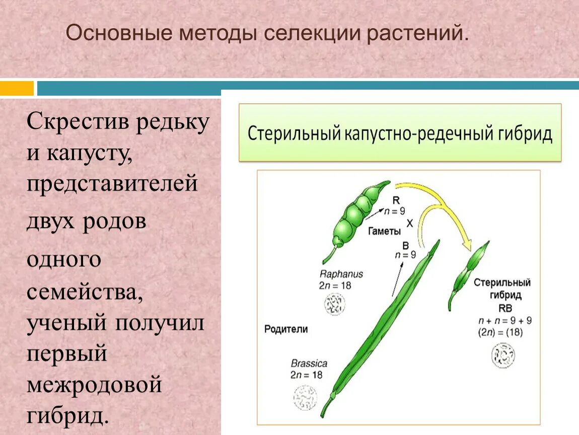 Капустно редечный гибрид