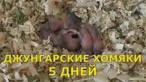 Шифт хомяк 5 июля